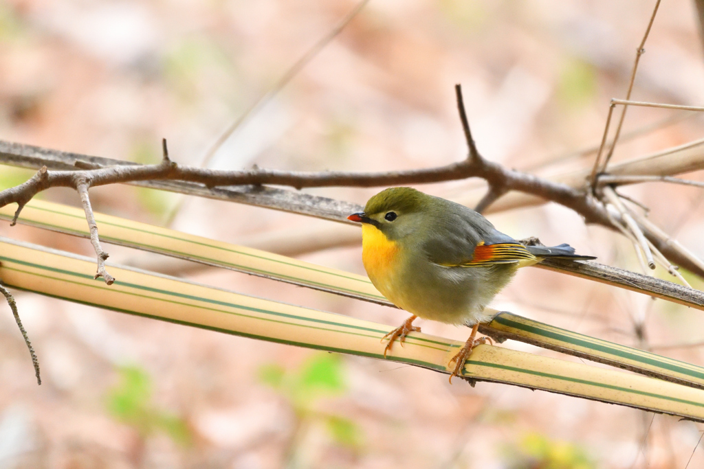 綺麗な鳥