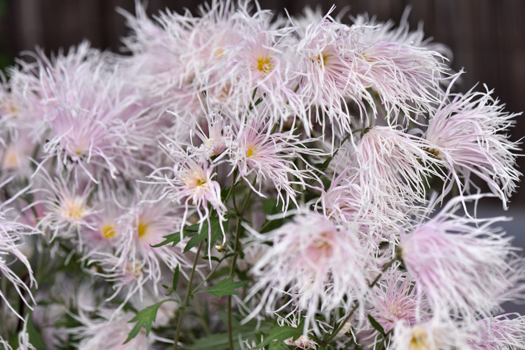 嵯峨菊(白）