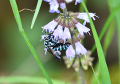 吸蜜する瑠璃紋花蜂