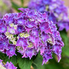 紫陽花 ①