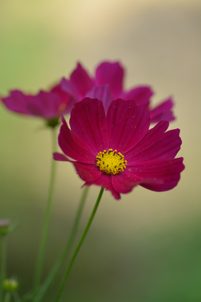秋桜