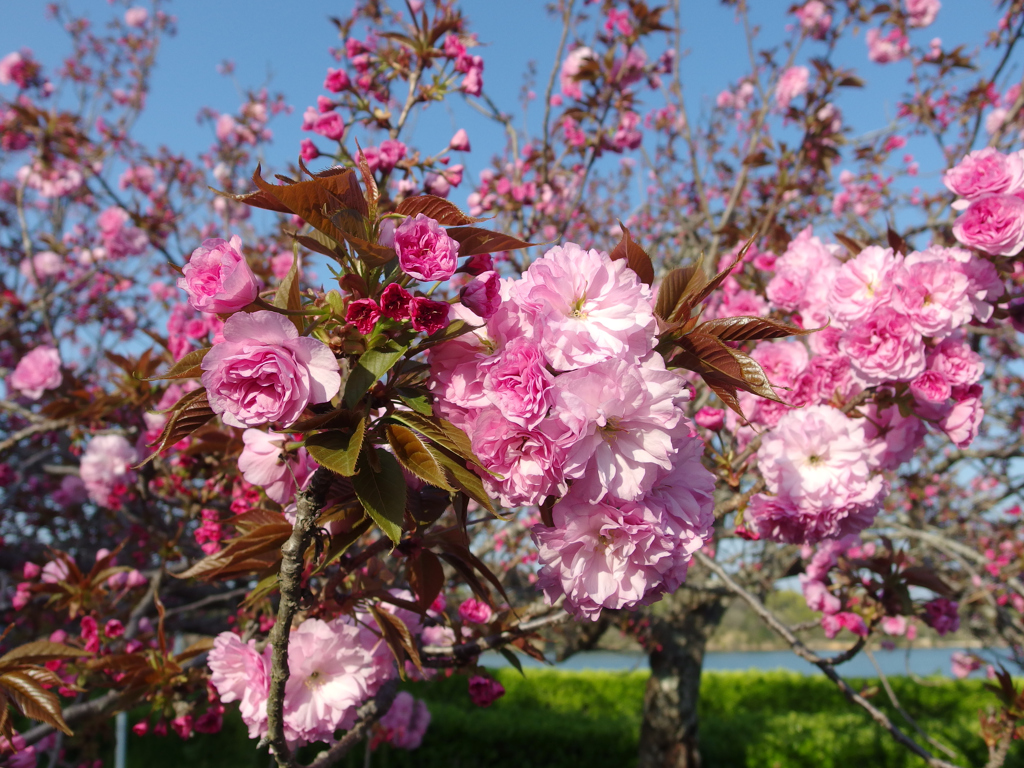 八重桜 関山