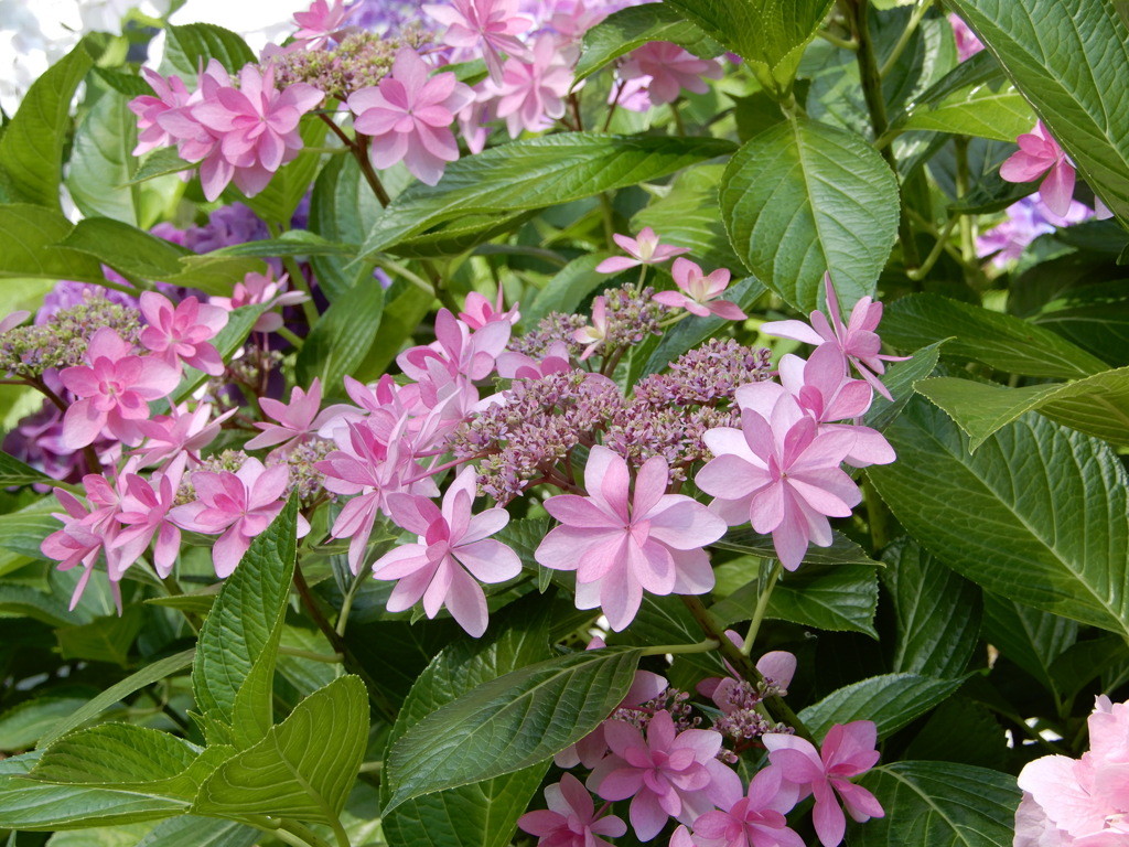 紫陽花４