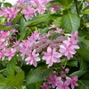 紫陽花４