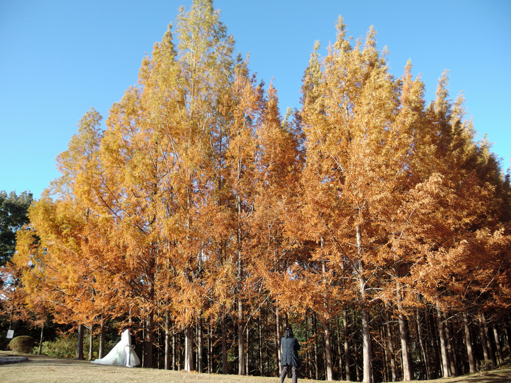 メタセコイアの紅葉
