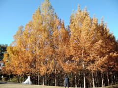 メタセコイアの紅葉