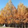 メタセコイアの紅葉