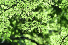 梅雨晴れの森