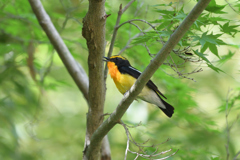 控えめに鳴く