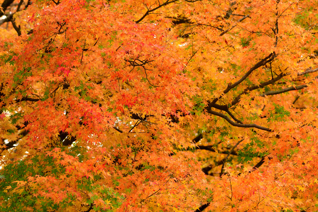 紅葉