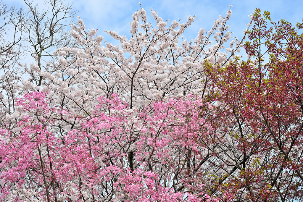 春空に咲き誇る桜