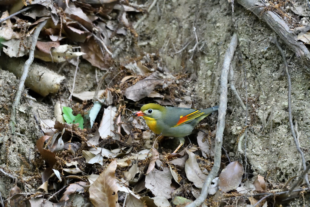 採餌中の相思鳥