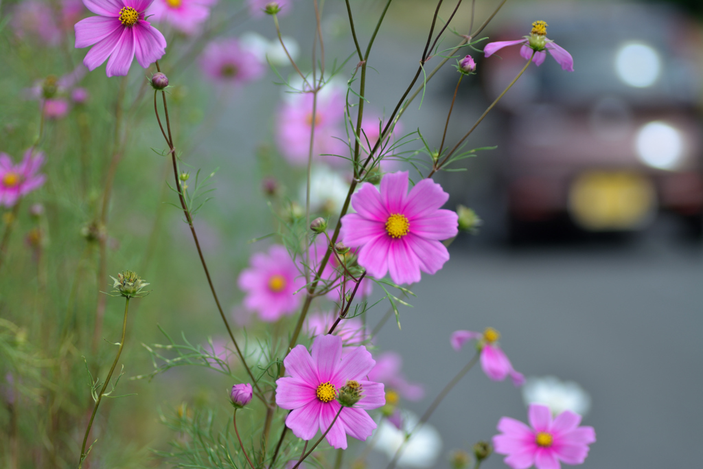 路傍の秋桜