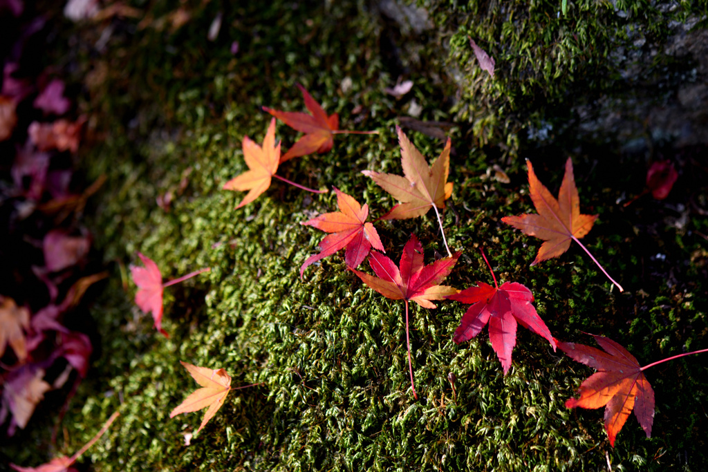 散る紅葉