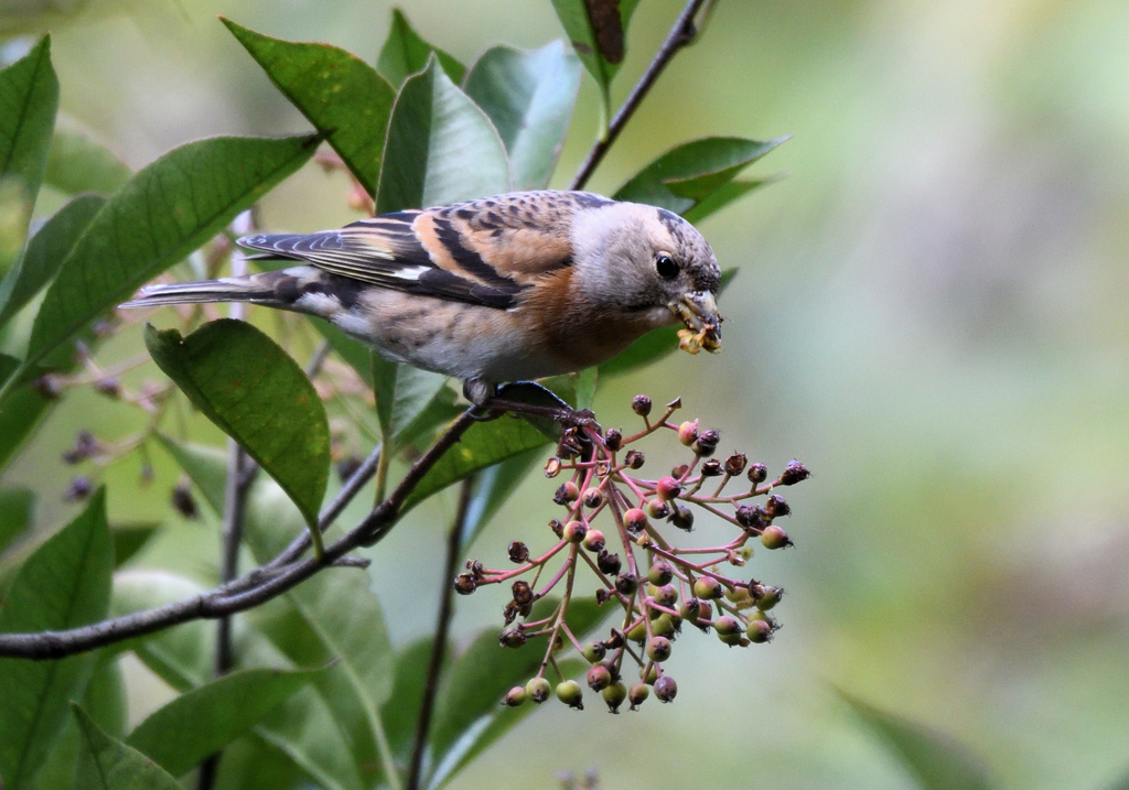 食欲の秋（アトリ）