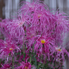 伊勢菊