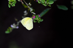 萩の花に北黄蝶