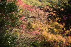 野山の彩り（１）