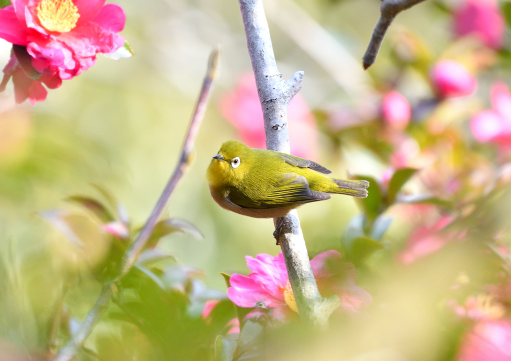 山茶花にメジロ