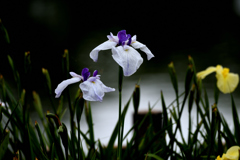花菖蒲