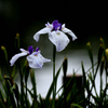 花菖蒲