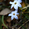 花韮