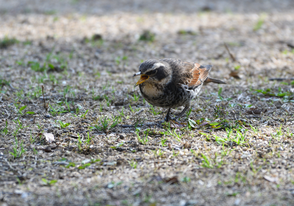 ツグミが鳴く