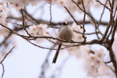 桜とエナガ