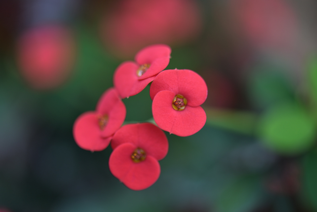 花麒麟