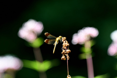 枯れた花がお好き！