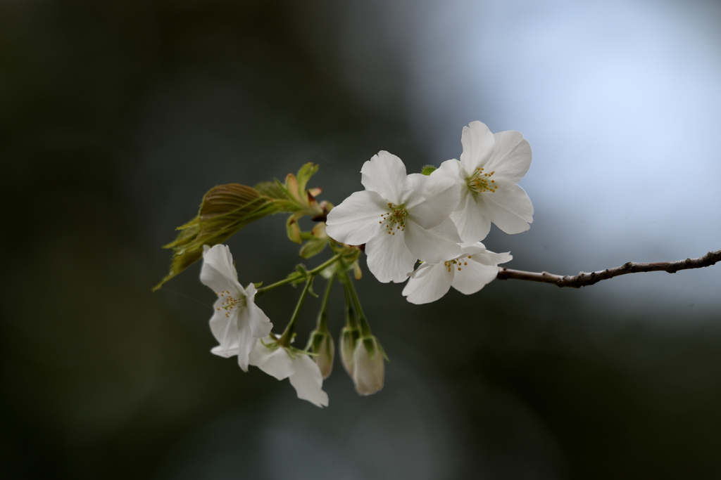 大島桜