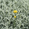 サントリナの花