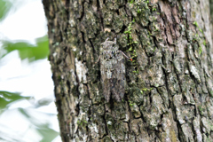 ニイニイゼミが鳴く