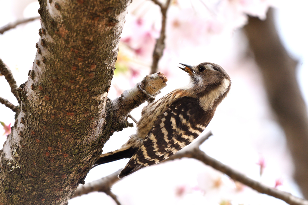 花より団子