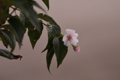 十月桜
