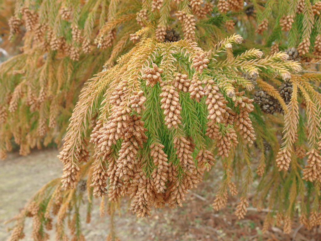 杉の雄花
