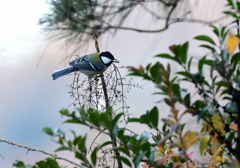 木の実を食べる四十雀