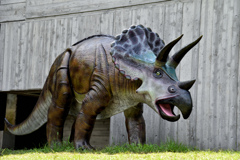 トリケラトプス