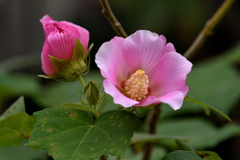 芙蓉