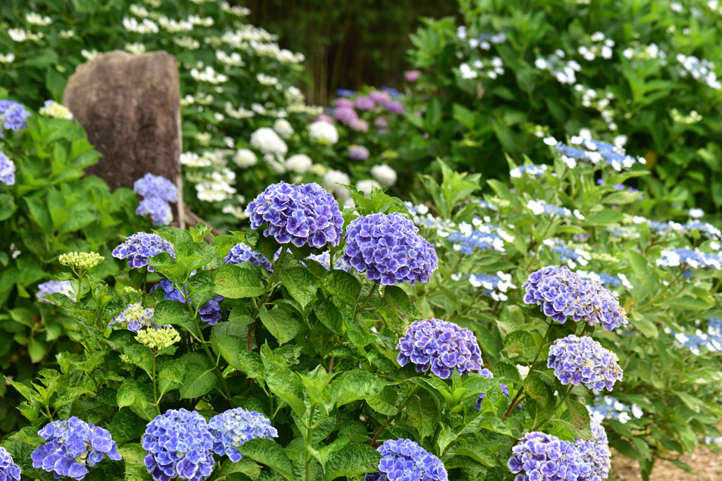 紫陽花 ②