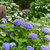 紫陽花 ②