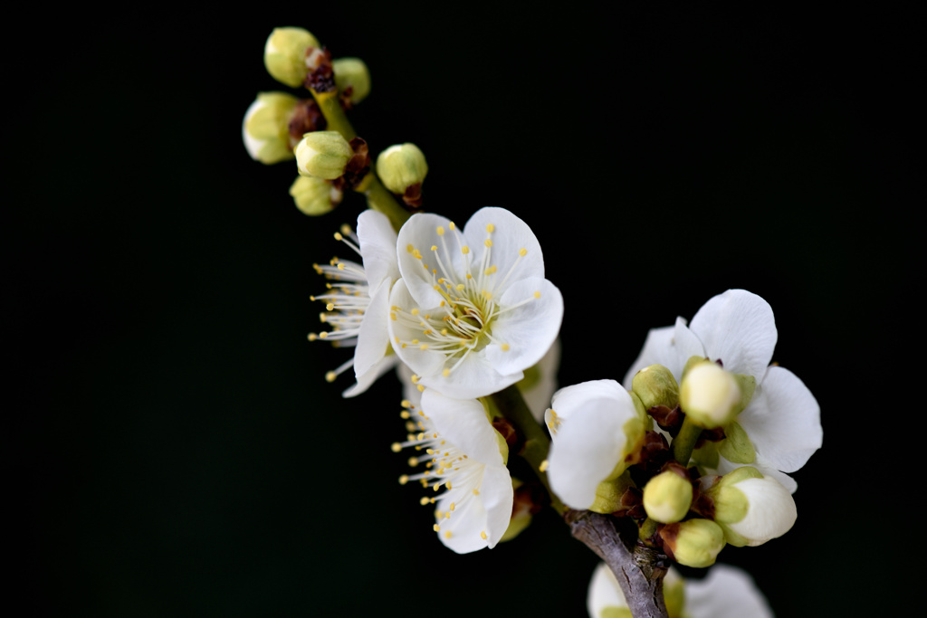 花梅（冬至筋入り）