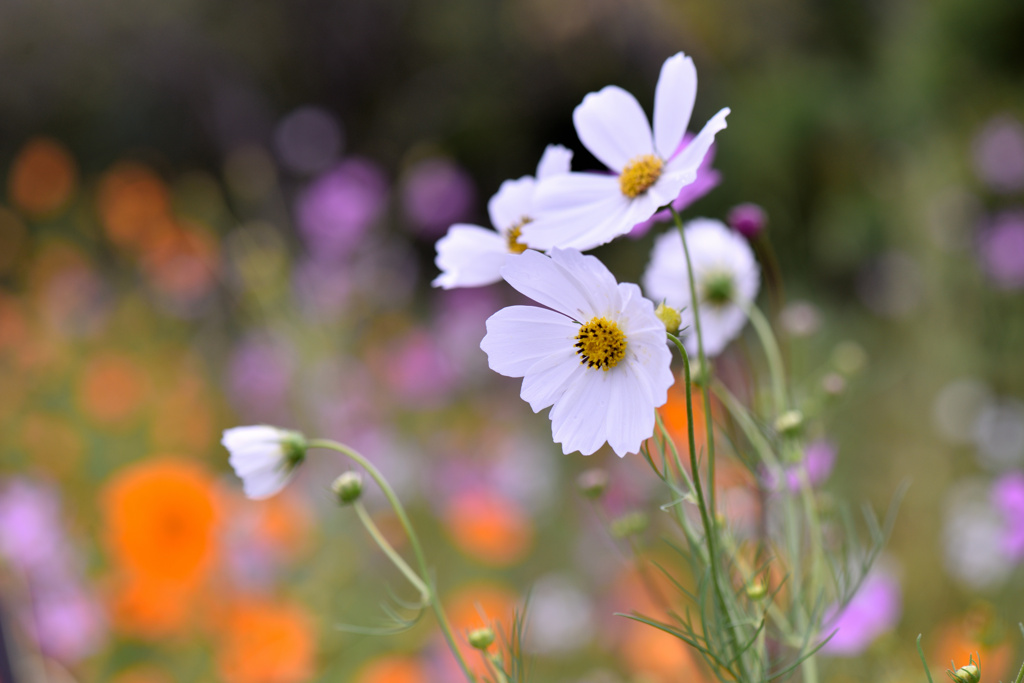 秋桜