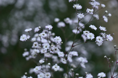 清楚な花