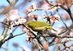桜ジロー