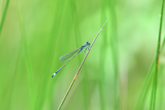 青紋糸蜻蛉