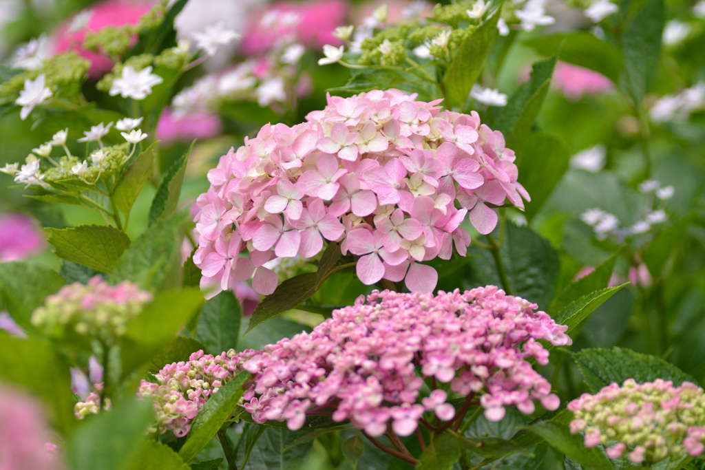 雨の紫陽花園 ①