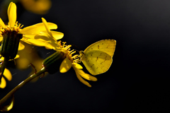 ツワブキに黄蝶