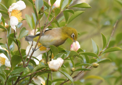 山茶花と目白