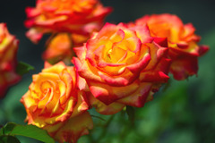 薔薇